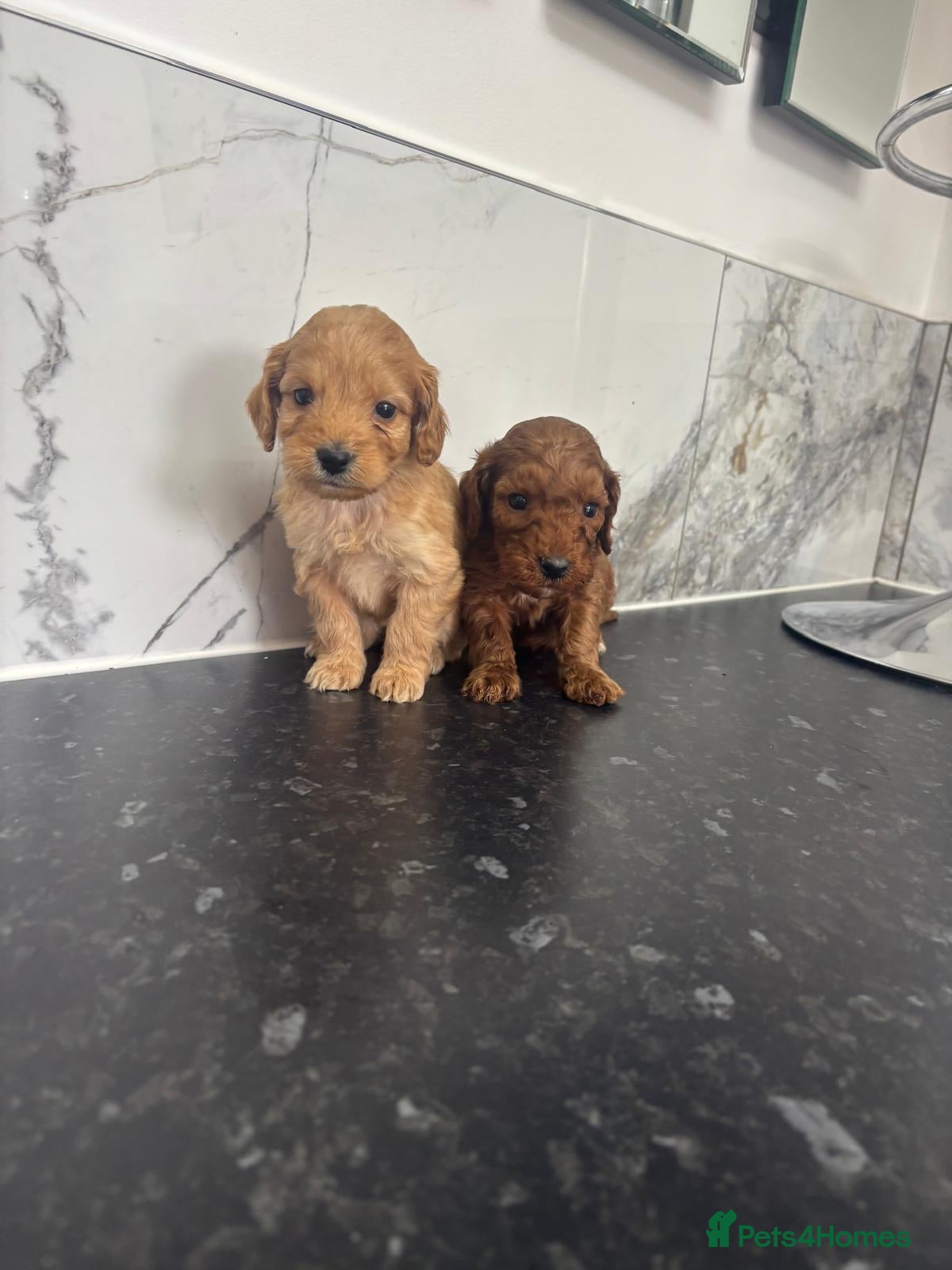 Cavapoo dogs Toy cavapoo puppies  - Advert 3
