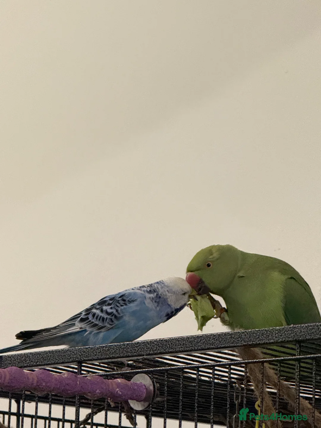 Ringnecks birds for sale: 1 year old Indian ringkneck & 10 month old budgie - Advert 2