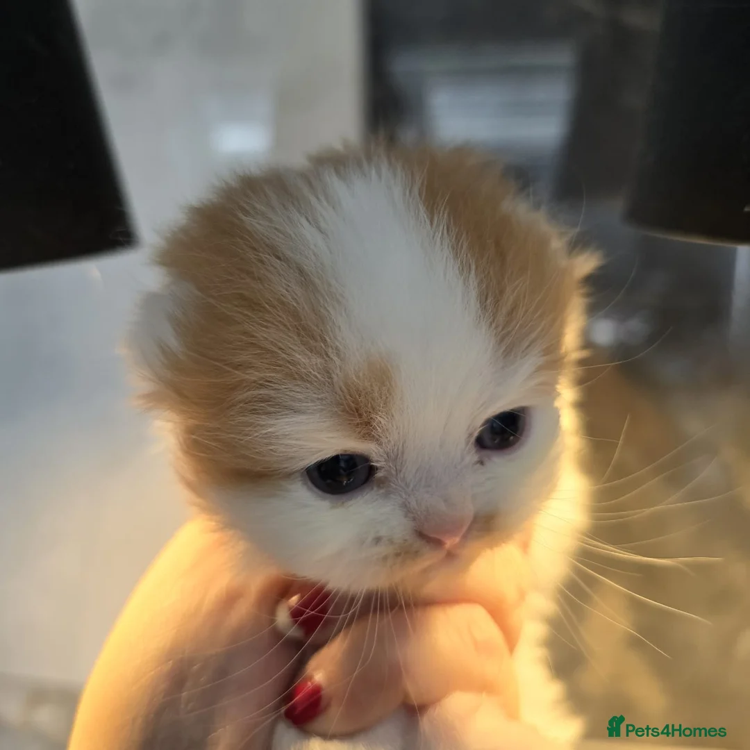 Scottish Fold cats for sale: One wee Wonder seeking mum or dad - Advert 10
