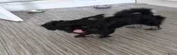 Mixed Breed dogs for sale: Shiffon Girl Looking for a Loving Forever Home - Advert 4