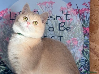 British Shorthair cats British shorthair Blue golden GCCF - Advert 11