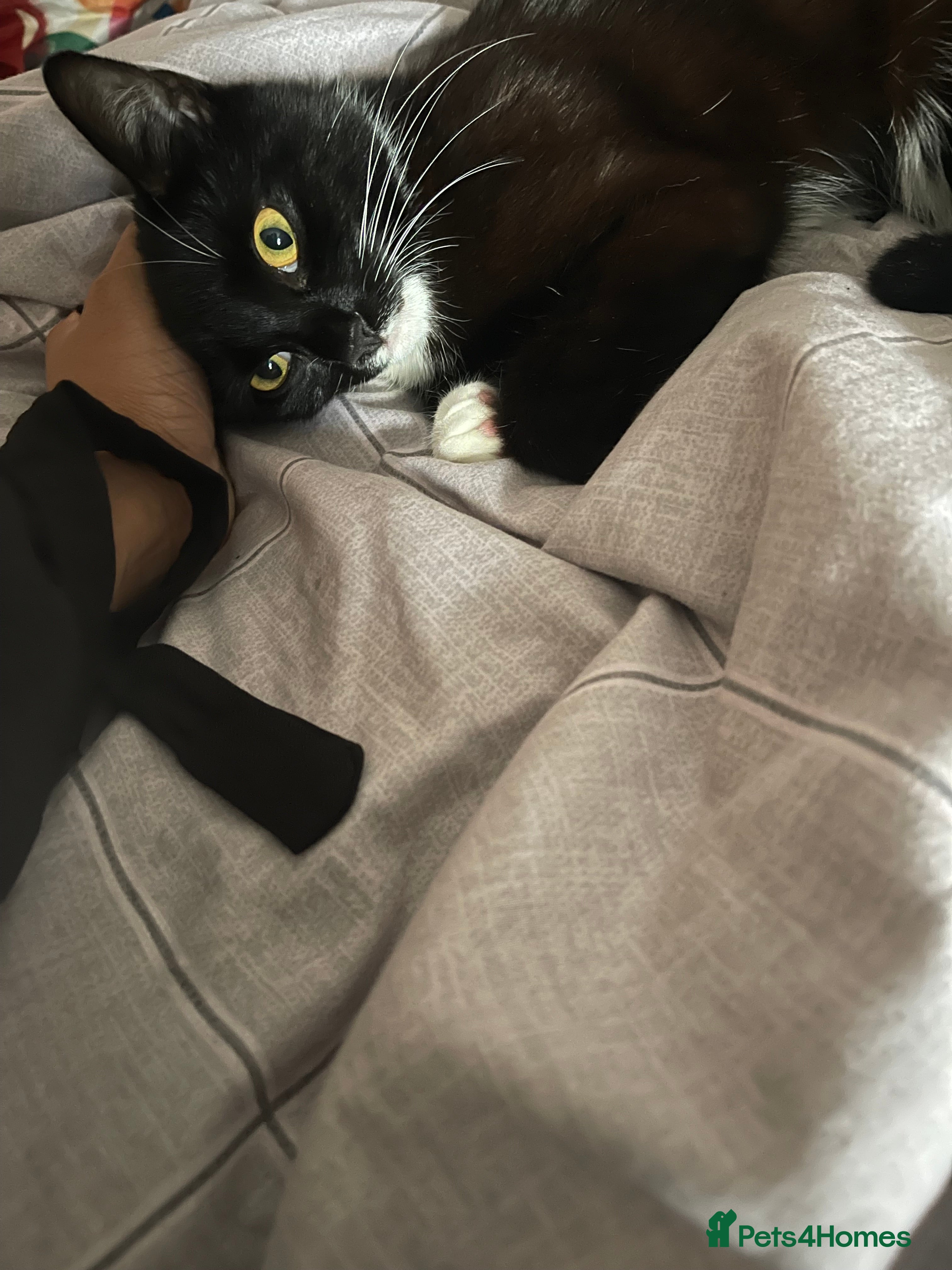 British Shorthair cats Beautiful British Shorthair Tuxedo - Advert 2