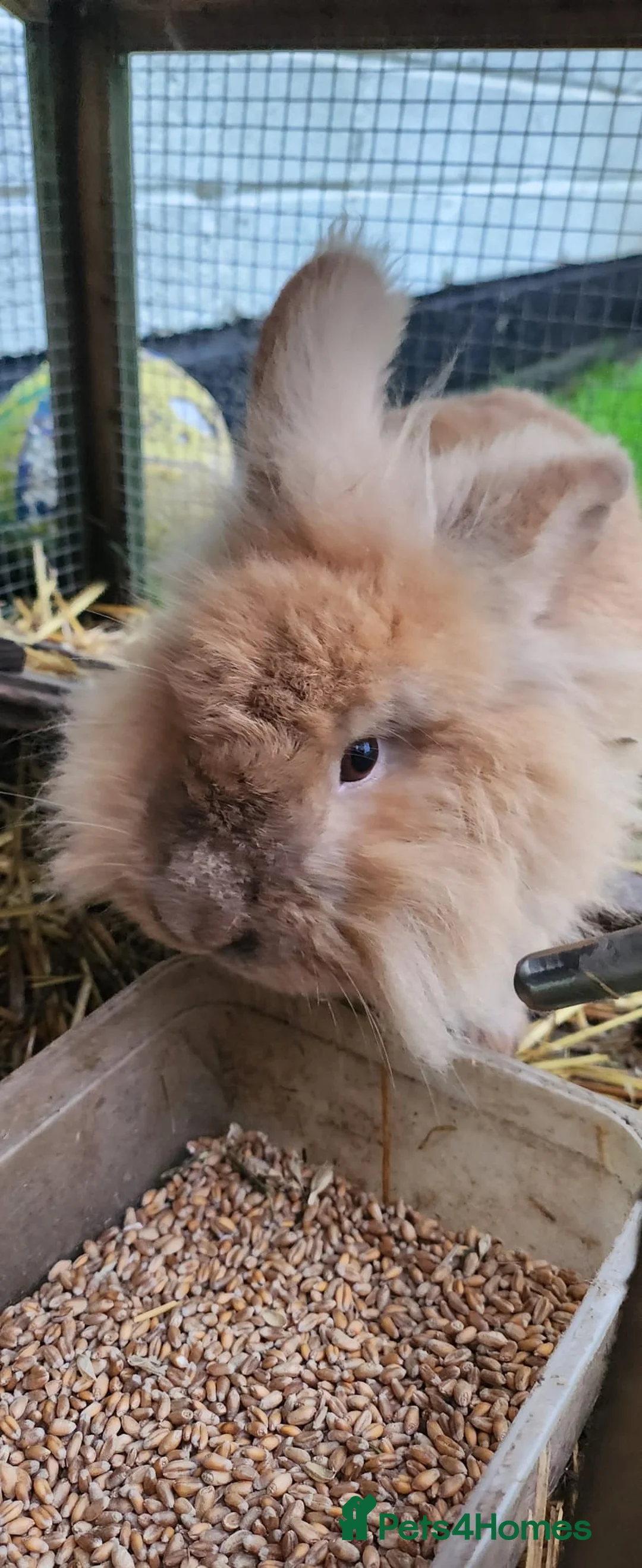 Mixed Breed rabbits for sale: Rabbit pair male and female - Advert 4