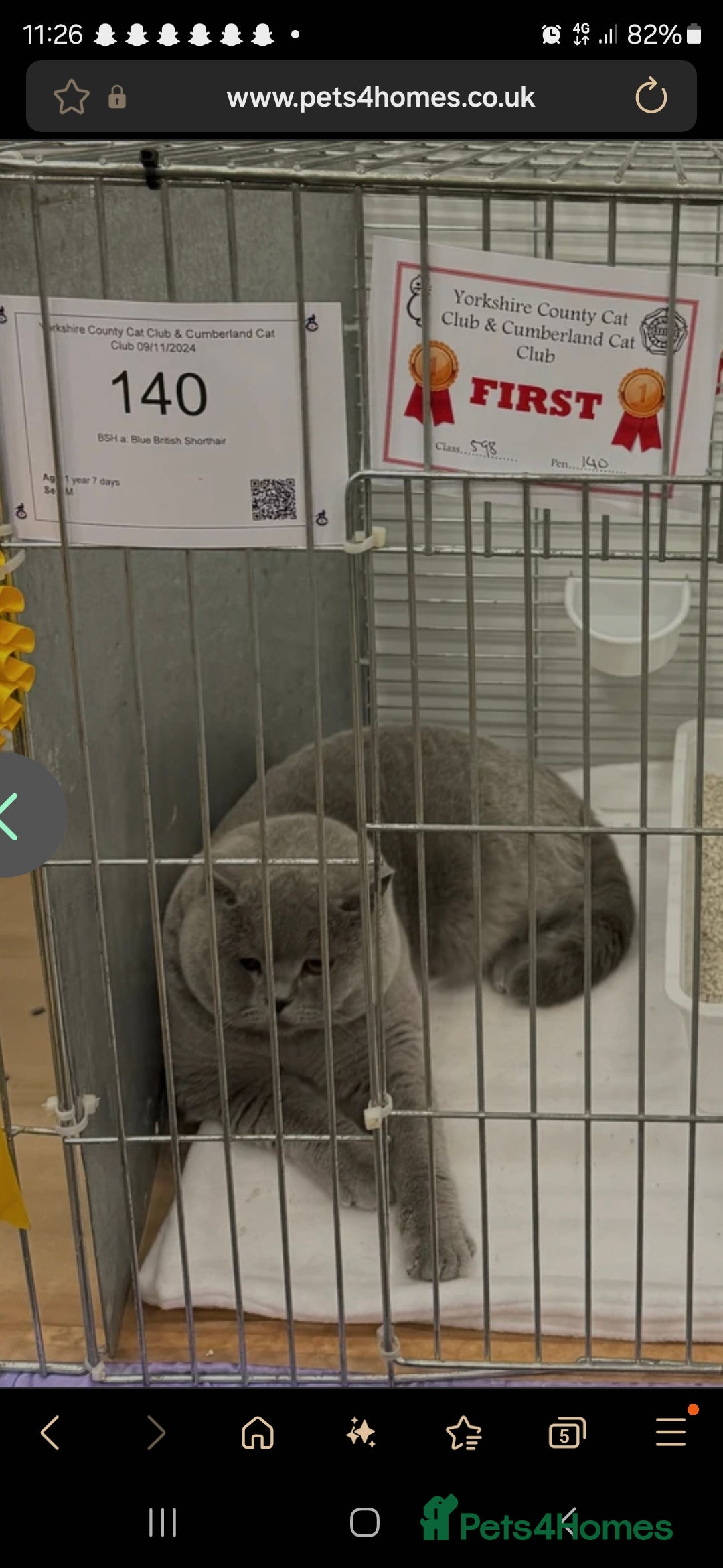 British Shorthair cats for sale: GCCF BSH Kittens pet homes only  - Image 15