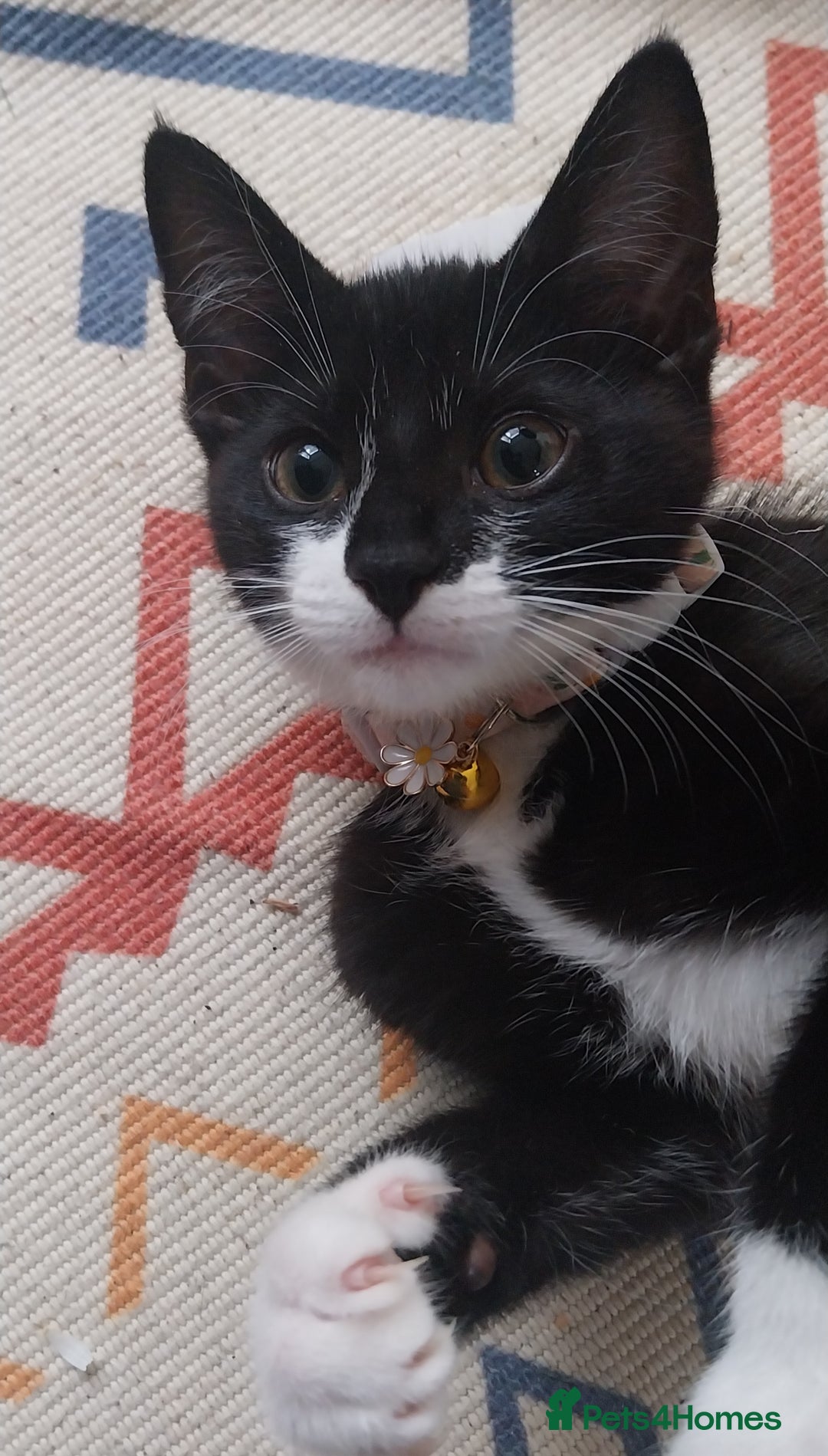 Mixed Breed cats for sale: Three beautiful tuxedos - MMF - Image 10