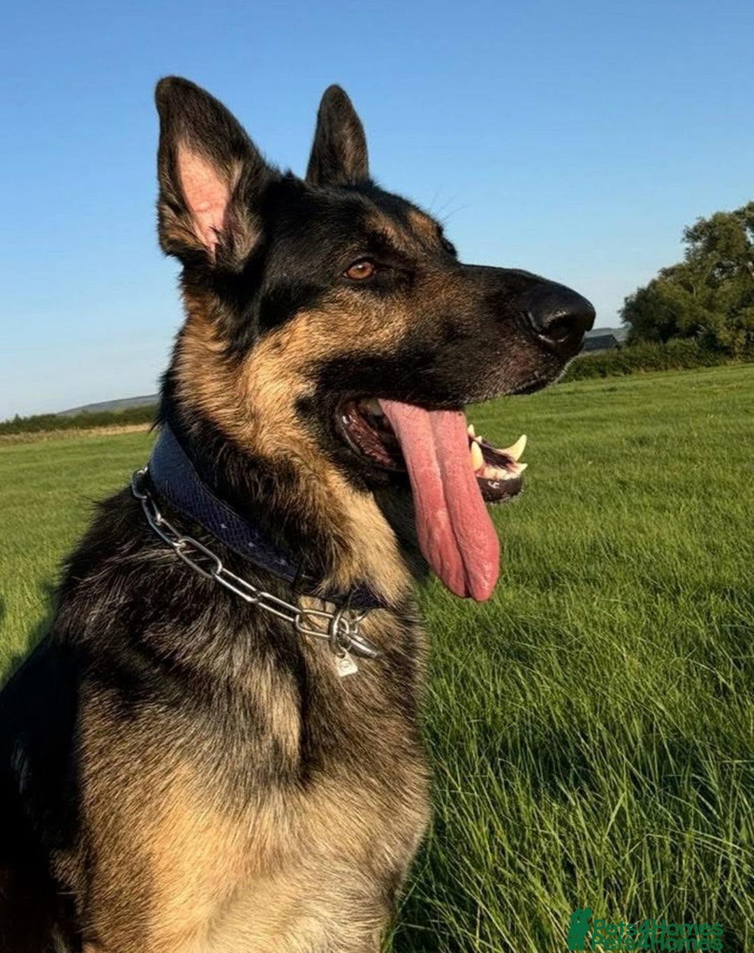 German Shepherd dogs for sale: Exceptional German Shepherd Girls  - Advert 2