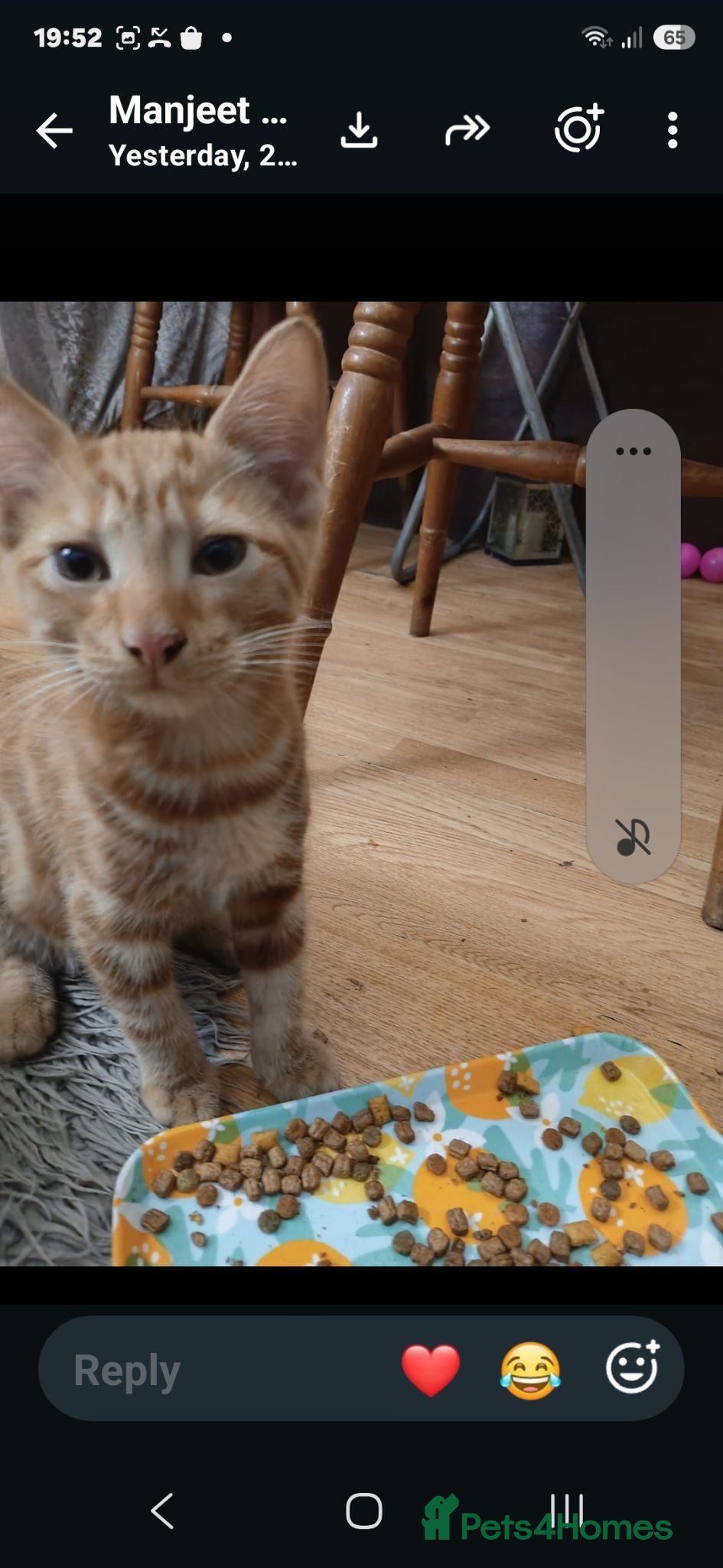 Mixed Breed cats Kittens for sale - Advert 2