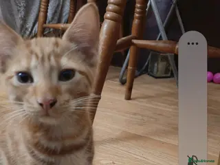 Mixed Breed cats Kittens for sale - Advert 2