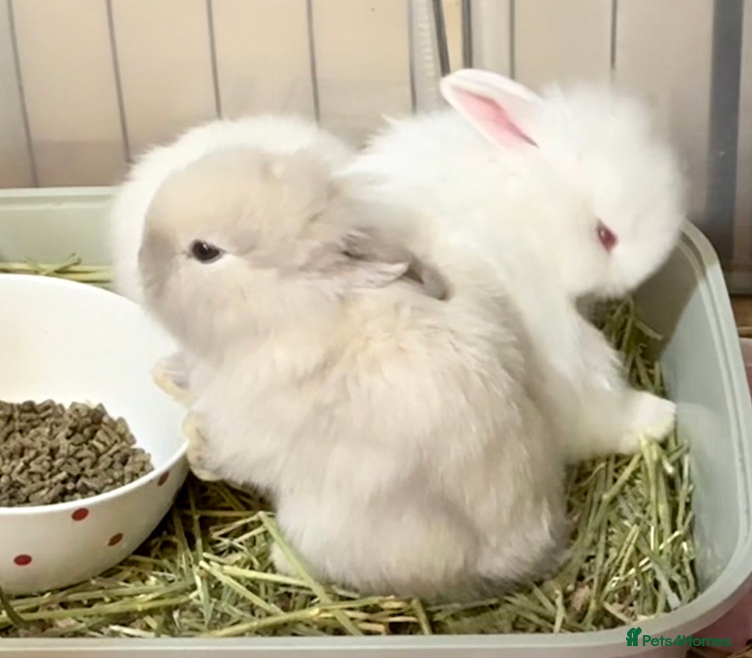 Lionhead rabbits for sale: 11 Double Maned Lionhead Babies For Sale - Advert 7