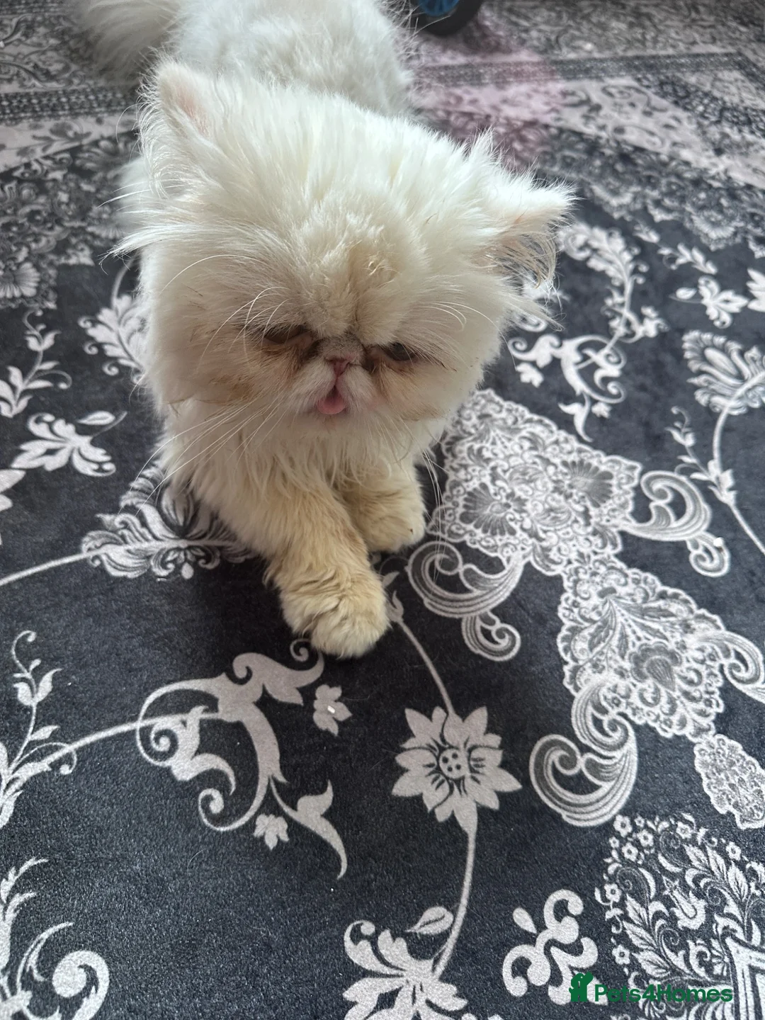 Persian cats for sale: Beautiful cat teo - Advert 3