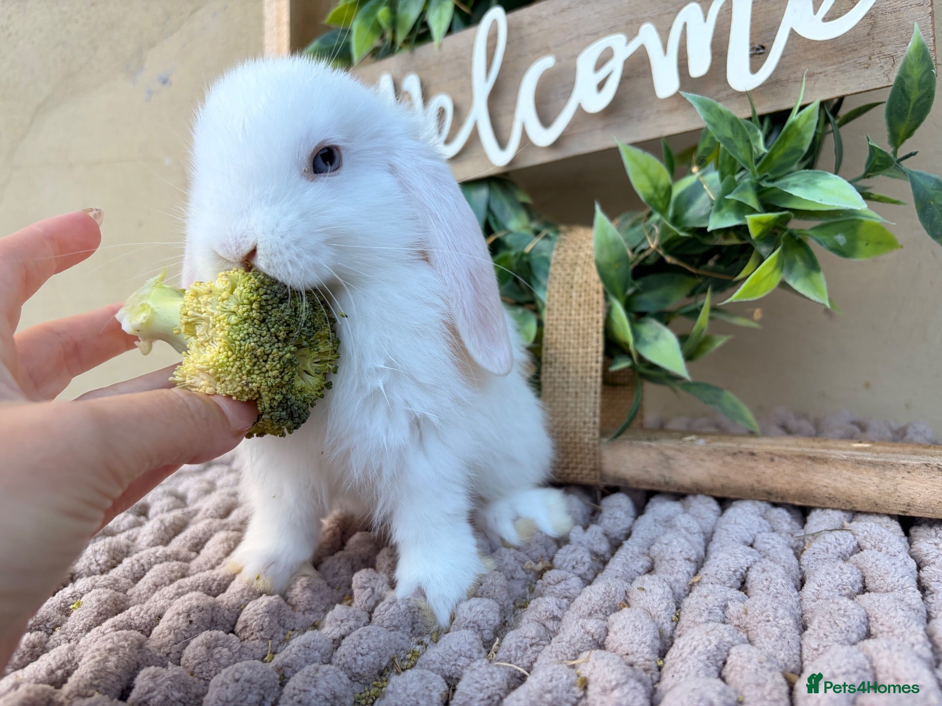 Mini Lop rabbits Amazing mini lop babies  - Advert 1