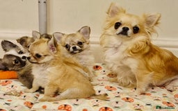 Chihuahua dogs for sale: KC registered Longcoat Chihuahuas - Image 4