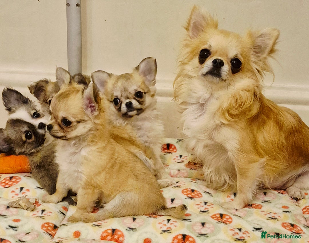 Chihuahua dogs for sale: KC registered Longcoat Chihuahuas - Image 4