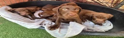 Labrador Retriever dogs for sale: 8 Beautiful Chocolate Labrador Puppies in Ingatestone - Advert 5