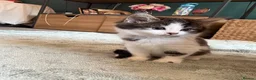 Mixed Breed cats for sale: Kittens ready for their forever home  - Advert 10