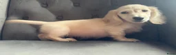 Miniature Dachshund dogs for sale: LAST ONE Long coat Cream miniature dachshund - Advert 4