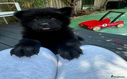 Chow Chow dogs for sale: Female Chow Kiki - Advert 12