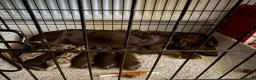 Miniature Dachshund dogs for sale: Long Haired Miniature Dachshund  - Advert 2