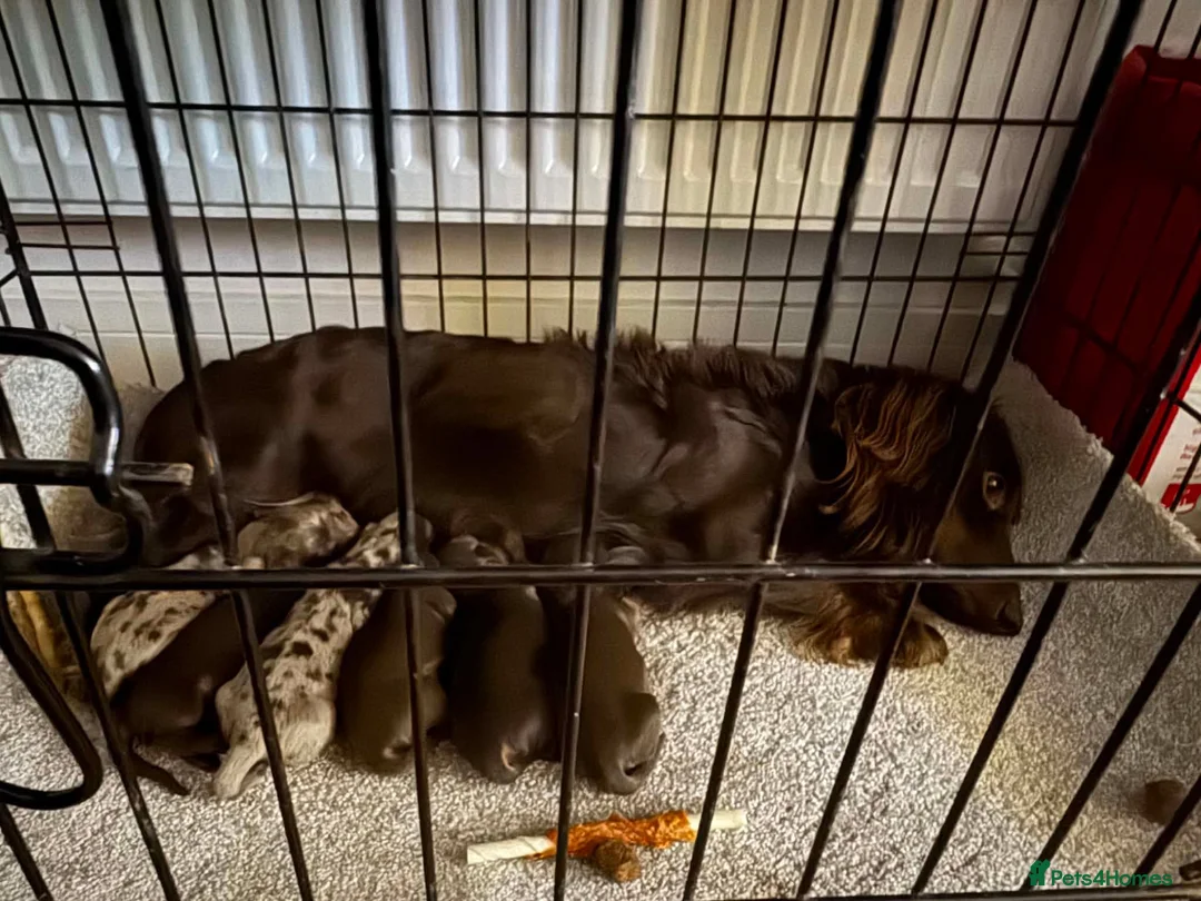Miniature Dachshund dogs for sale: Long Haired Miniature Dachshund  - Advert 2