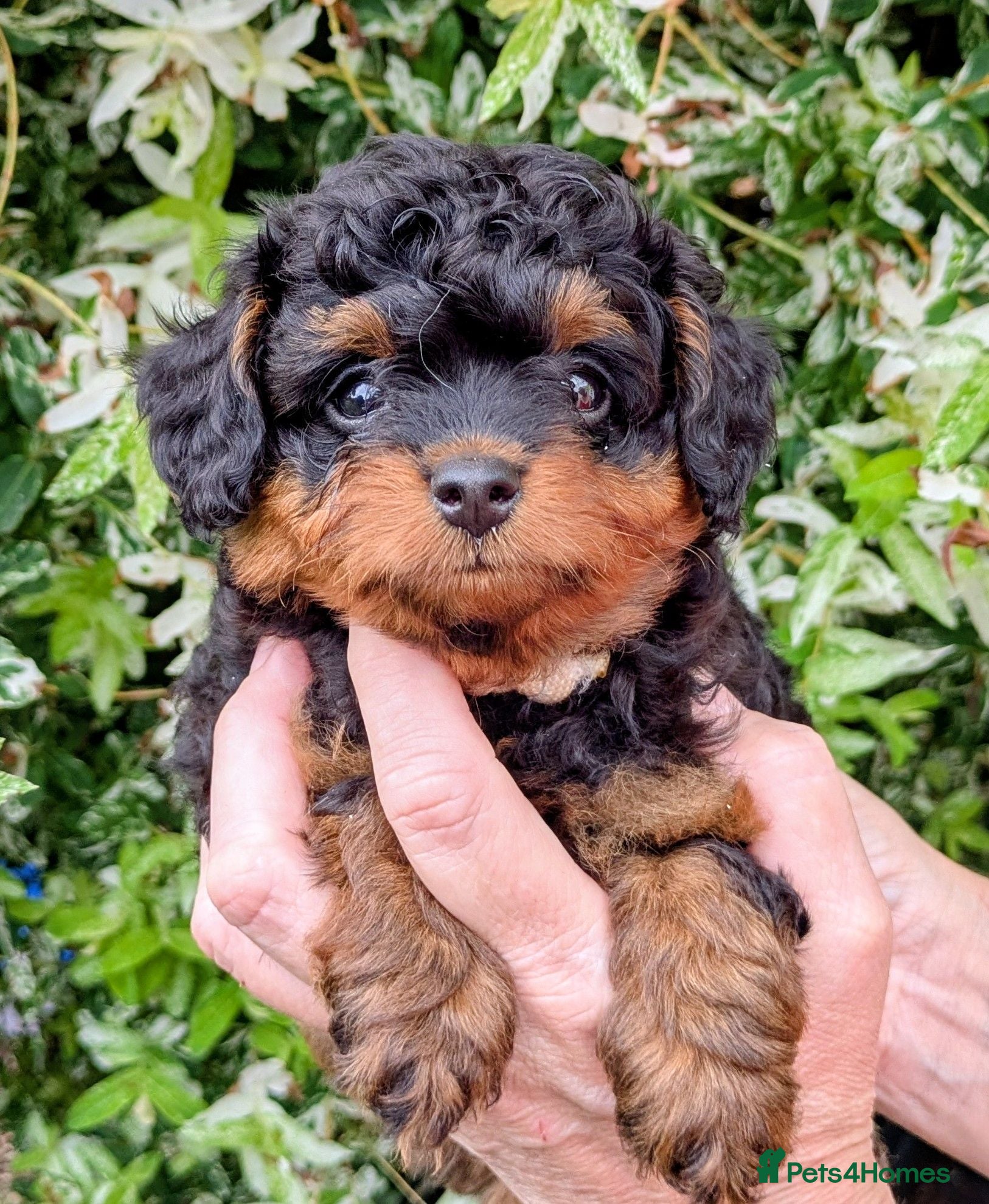 Pomapoo dogs Gorgeous F1 Pomapoo's - Advert 5