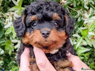 Pomapoo dogs Gorgeous F1 Pomapoo's - Advert 5