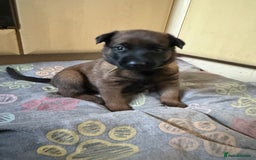 Belgian Shepherd Dog dogs for sale:  Belgian Malinois Puppies  in Telford - Image 14