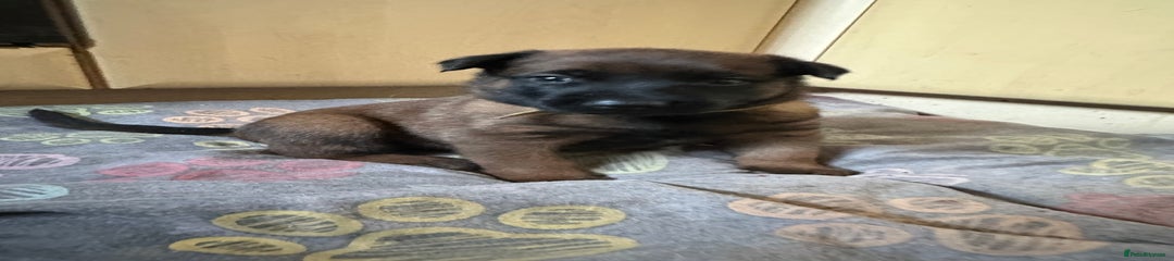 Yellow collar 