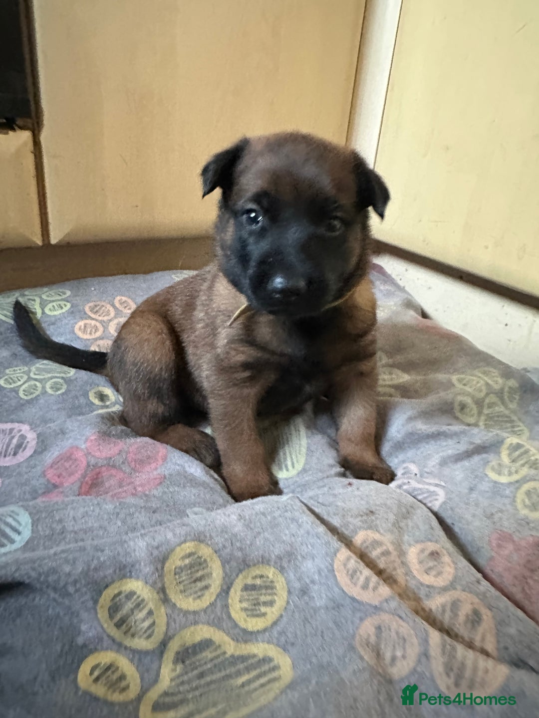 Belgian Shepherd Dog dogs for sale:  Belgian Malinois Puppies  in Telford - Image 14