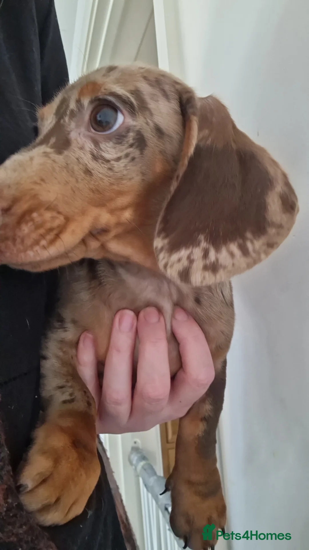 Miniature Dachshund dogs for sale: **2 Boys Left Beautiful Miniature** - Advert 2