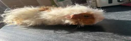 Guinea Pig rodents for sale: Bonded Male Guinea Pigs in Warrington - Advert 8