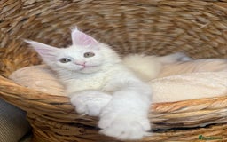 Maine Coon cats for sale: Russian TICA Maine Coon Boys! Amazing eyes! - Image 4