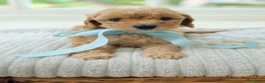 Cavapoo Puppy 5