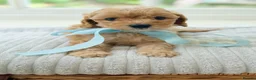 Cavapoo dogs for sale: Health tested Cavapoo puppies - Advert 2