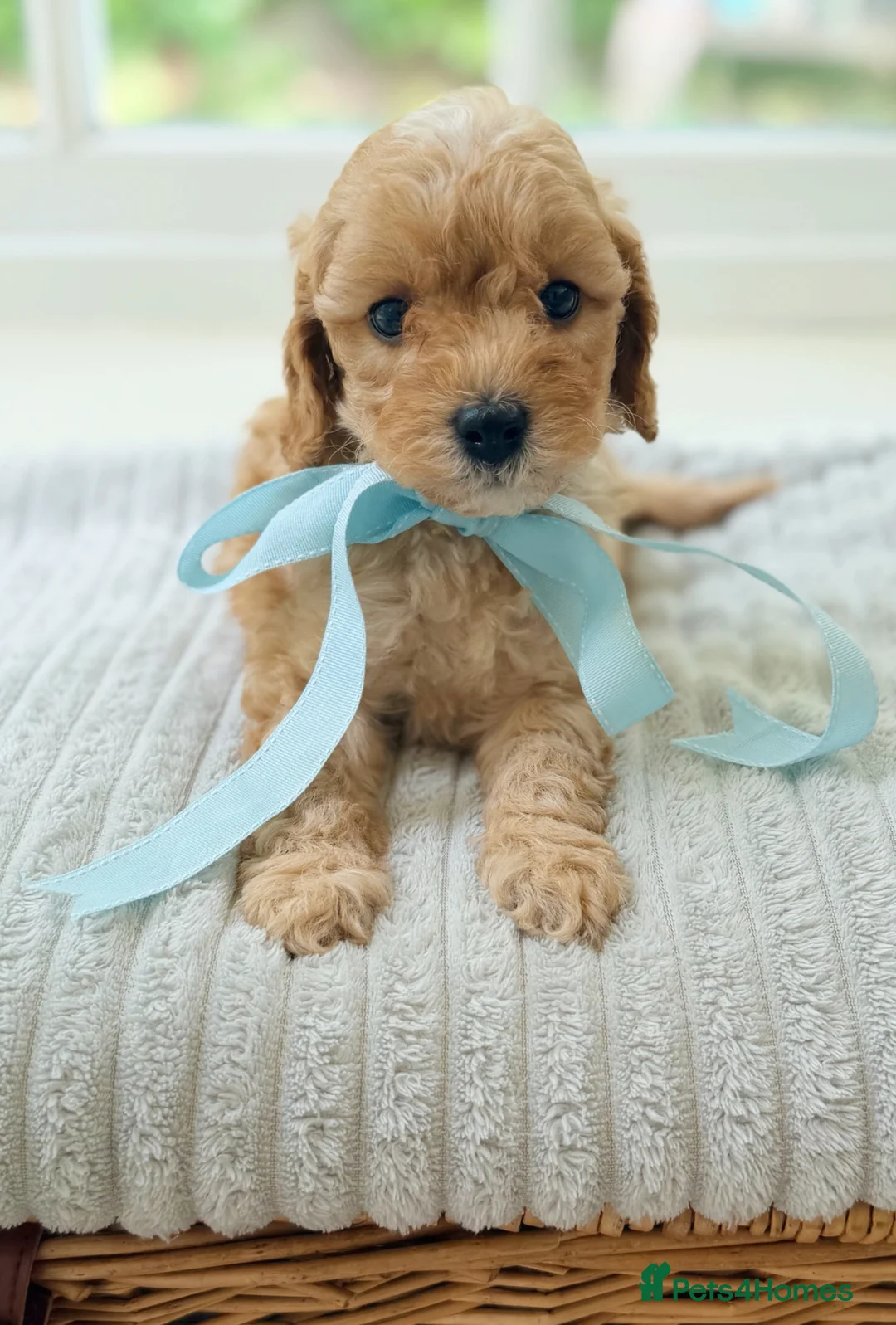 Cavapoo dogs for sale: Health tested Cavapoo puppies - Advert 2