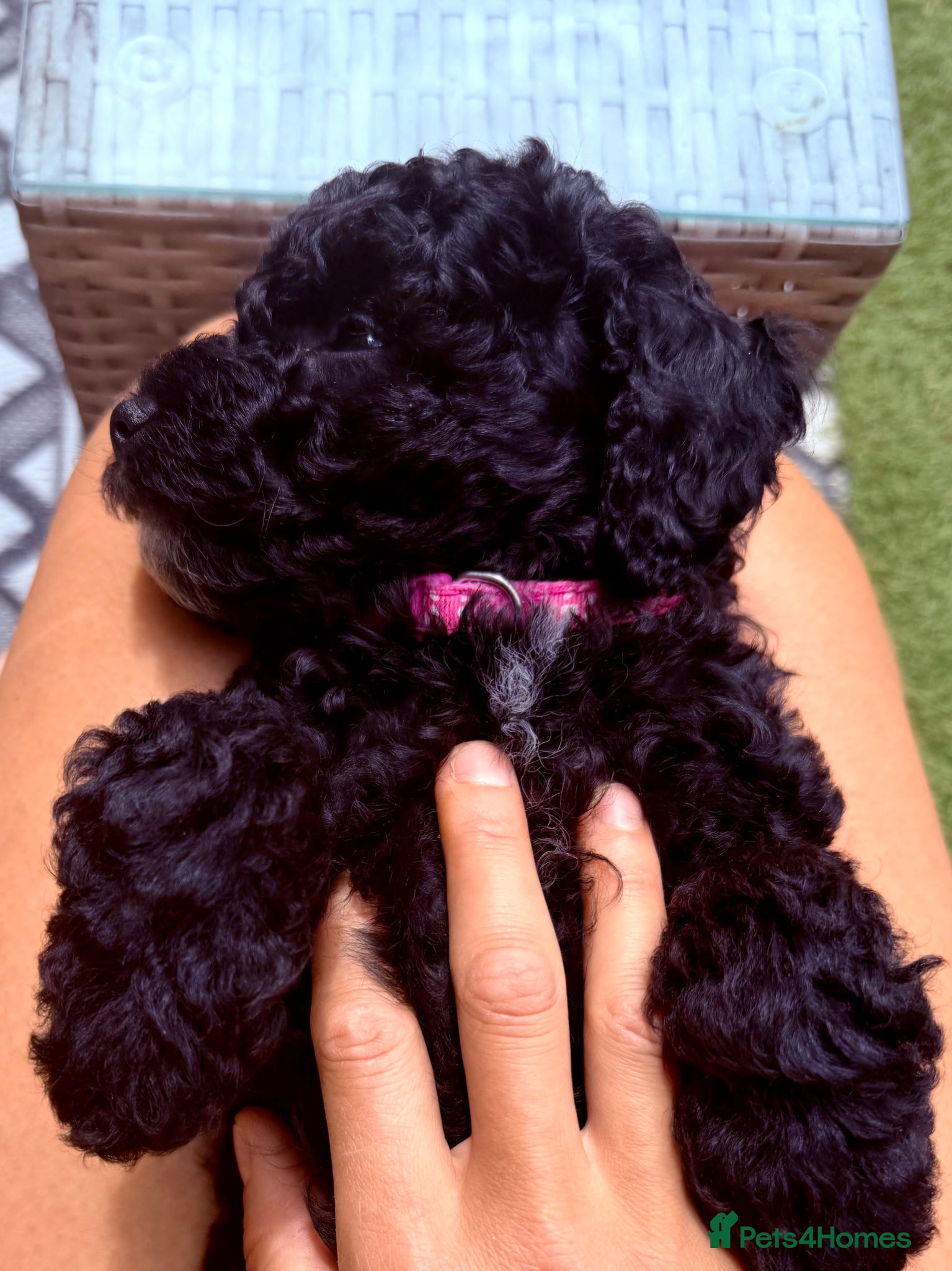 Cockapoo dogs F2B Cockapoo puppies Health-tested Pedigree lines  - Advert 1