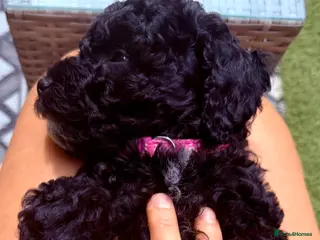 Cockapoo dogs F2B Cockapoo puppies Health-tested Pedigree lines - Advert 1