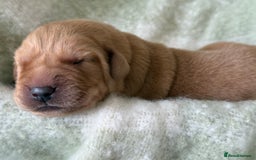 Labrador Retriever dogs for sale: Labrador pups service quality assured - Image 10