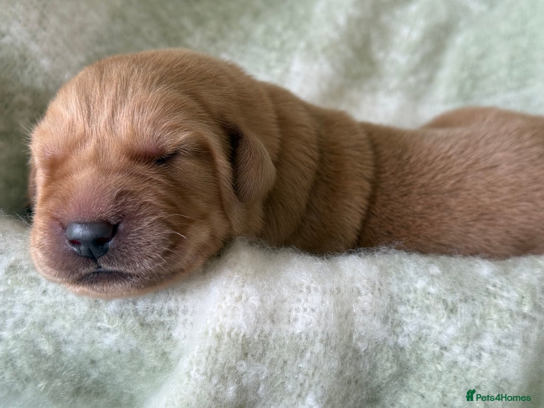 Labrador Retriever dogs for sale: Labrador pups service quality assured - Image 10