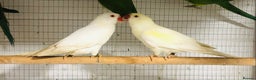Ringnecks birds for sale: Beautiful coloured ringneck parrots for sale. - Advert 2