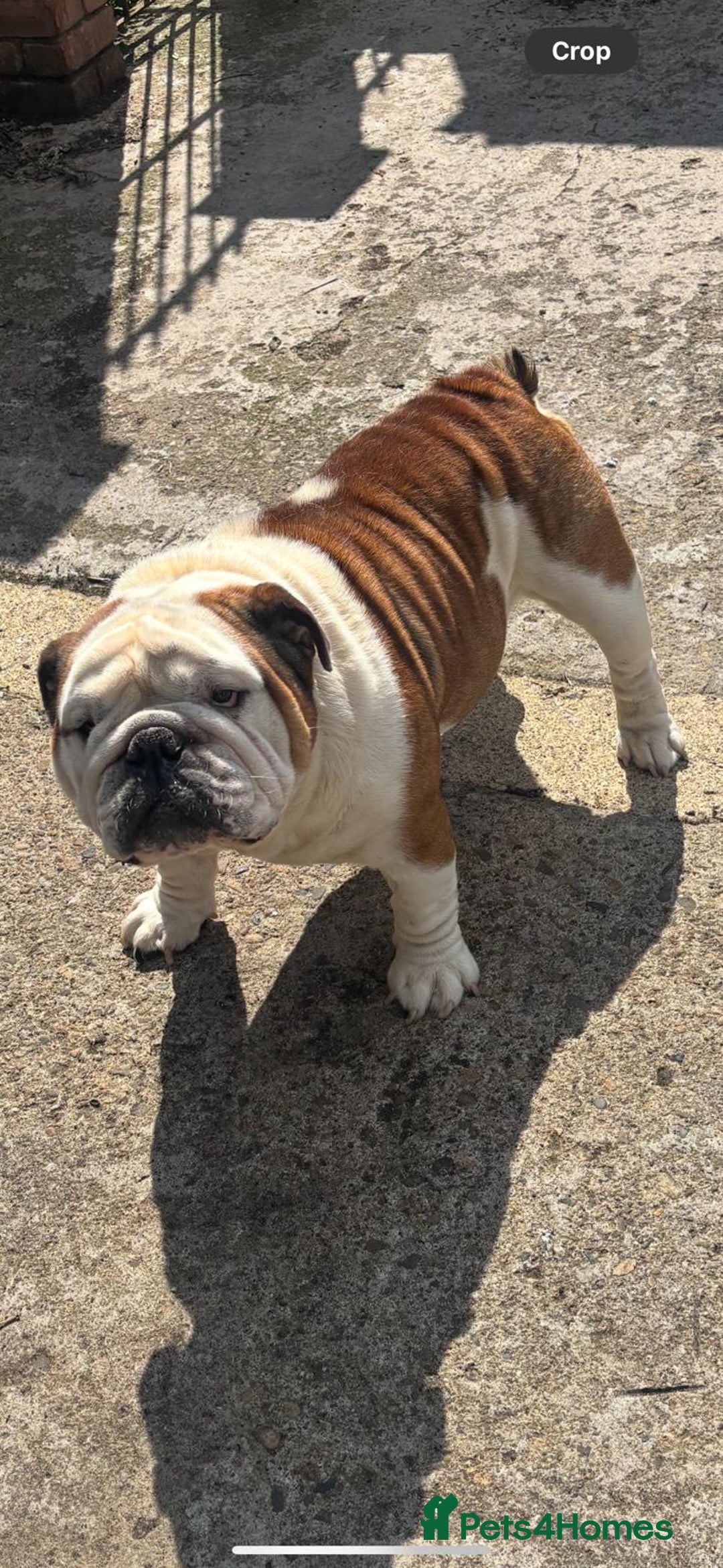 English Bulldog dogs for stud: Big beautiful Bulldog for stud  - Advert 4