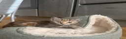 Toyger cats for sale: 3 Baby Toyger Kittens Looking For New Homes - Advert 7