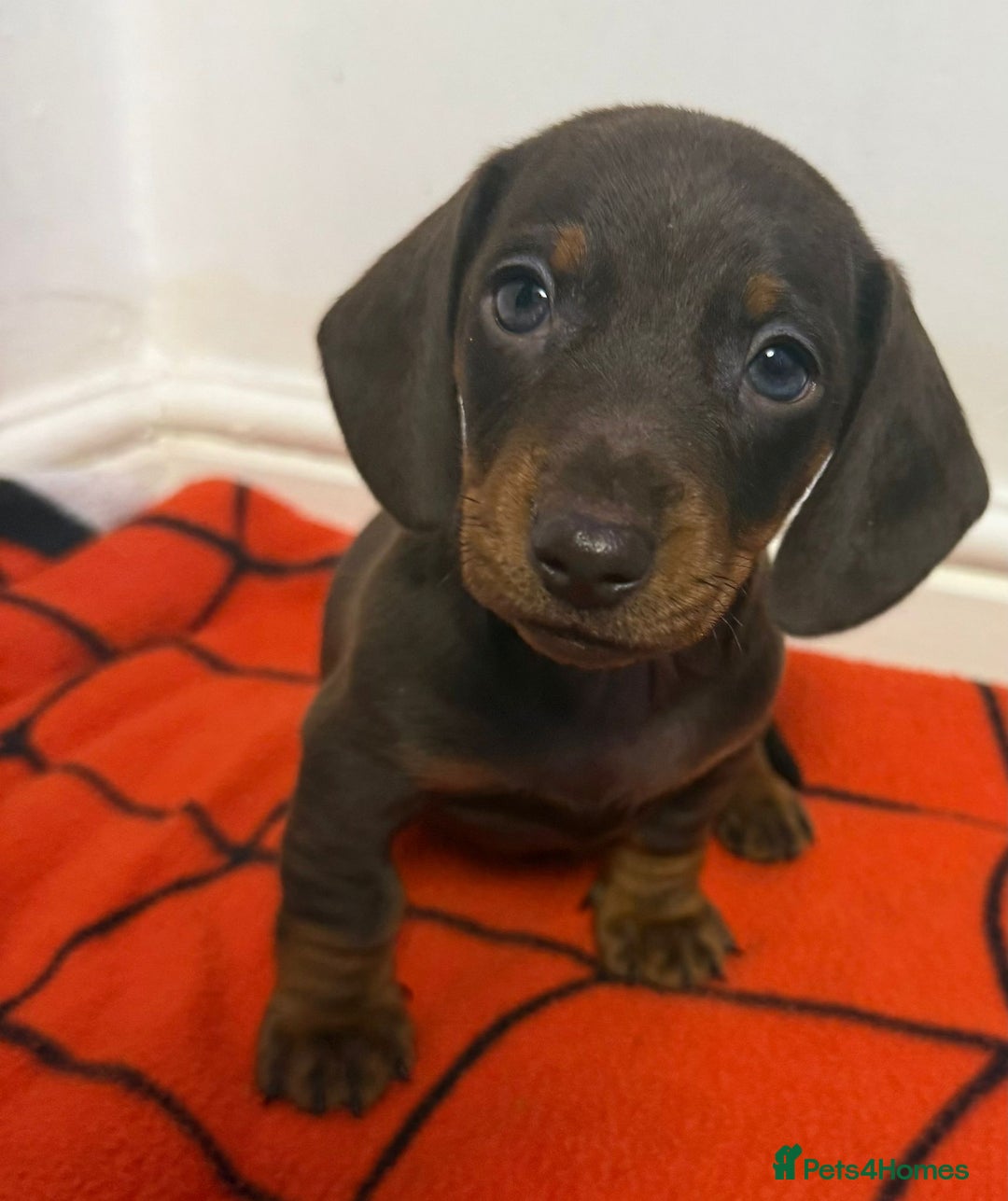Dachshund dogs for sale: Gorgeous Dachshunds  - Advert 2