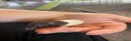 Rat rodents for sale: Baby dumbo rats ready end of July   - Advert 15