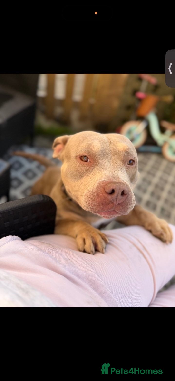 American Bully dogs Coco - 3 year old - Pocket Bully ❤️ - Advert 4