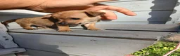 Border Terrier dogs for sale: 2 border terrier puppies for sale  - Advert 4