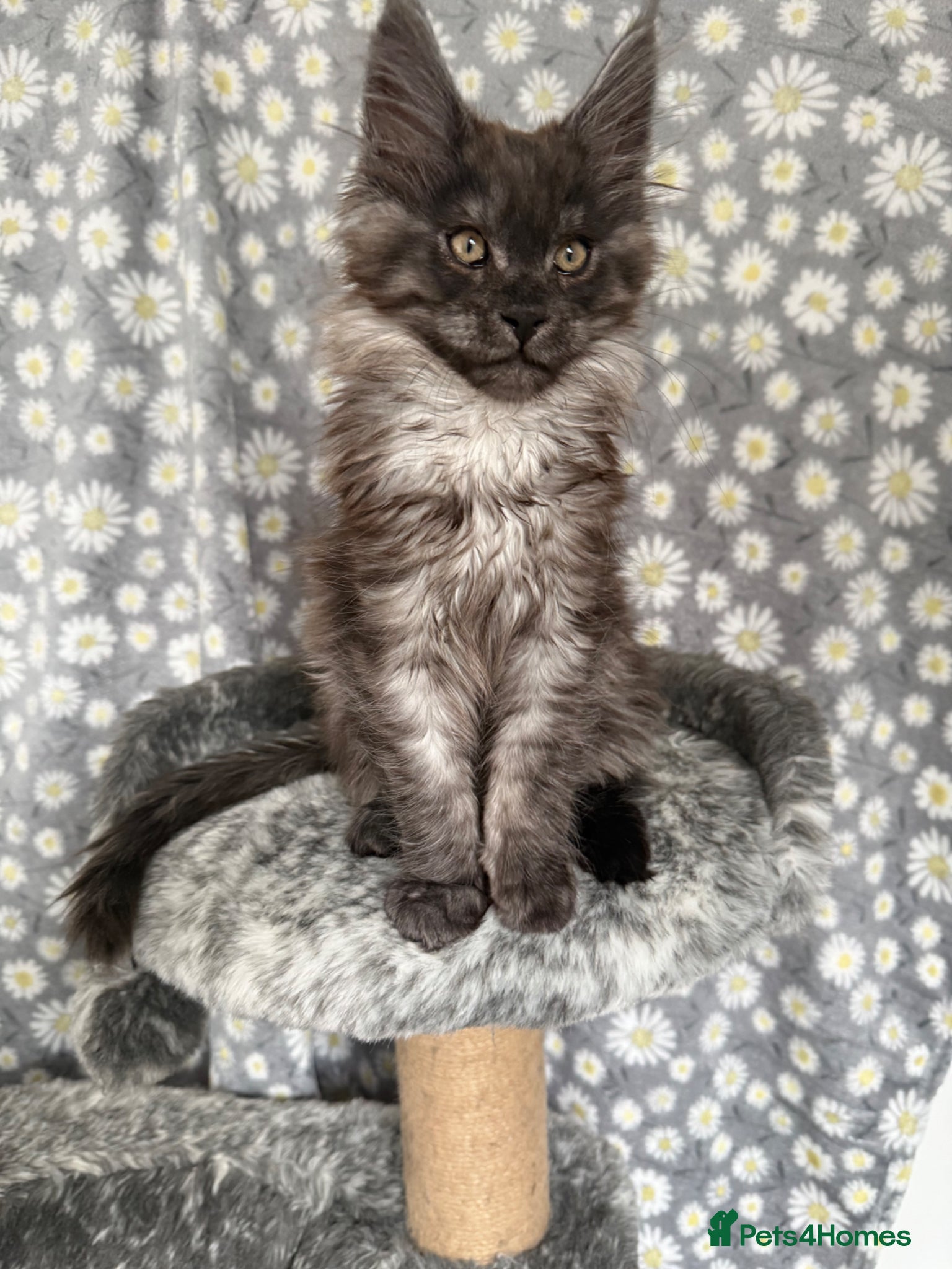 Maine Coon cats 🐾Tica registered Maine Coon Kittens Available 🐾 - Advert 1