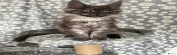 Maine Coon cats for sale: 🐾Tica registered Maine Coon Kittens Available 🐾 - Advert 1