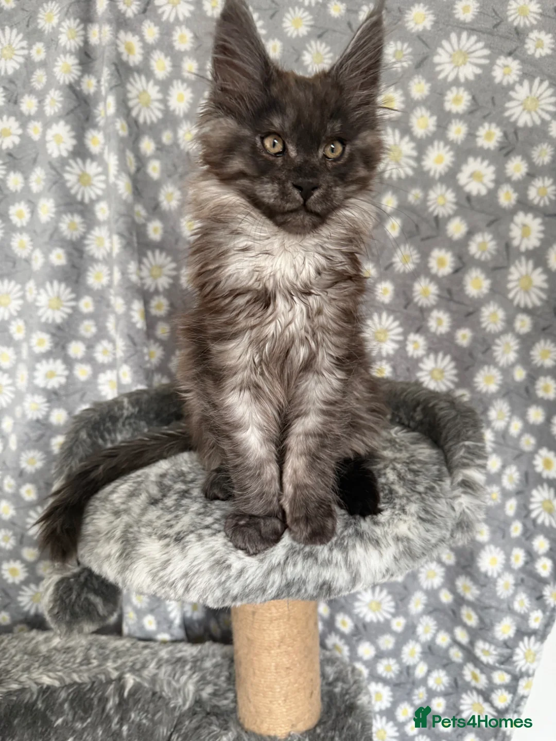 Maine Coon cats for sale: 🐾Tica registered Maine Coon Kittens Available 🐾 - Advert 1