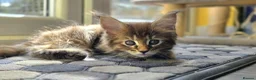 Maine Coon cats for sale: Beautiful, well handled Maincoon kittens  - Advert 17