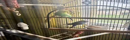 Budgerigars birds for sale: 2 budgies  in Doncaster - Advert 3
